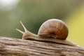 Burgundy snail on wood smooth background