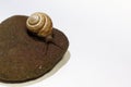 Burgundy snails closeup on a stone, on a white background.