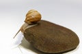 Burgundy snails closeup on a stone, on a white background.