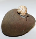 Burgundy snails closeup on a stone, on a white background.