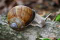 Burgundy snails Helix Roman snail crawling on its old wood in the forest closeup macro