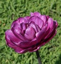 Burgundy tulip