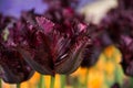 Burgundy tulip, Botanical Gardens of Balchik, Bulgaria Royalty Free Stock Photo