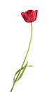 Burgundy tulip flower