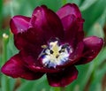 Burgundy Tulip in spring