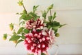 Burgundy and White Dahlia blossoms, buds and leaves against a white background