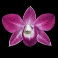 Burgundy white orchid flower isolated black background. Flower bud close-up Royalty Free Stock Photo