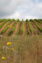 Burgundy wine production Royalty Free Stock Photo