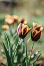 Burgundy wine yellow fresh tulips with leaves growing in the garden. B