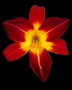 Burgundy-yellow flower of daylily, lat.Hemerocallis, isolated on black background