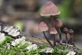 The Burgundydrop Bonnet Mycena haematopus is an inedible mushroom Royalty Free Stock Photo