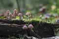 The Burgundydrop Bonnet Mycena haematopus is an inedible mushroom Royalty Free Stock Photo