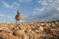 Burhinus oedicnemus Eurasian thick knee, Eurasian Stone-curlew, Stone Curlew Royalty Free Stock Photo