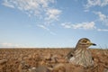 Burhinus oedicnemus Eurasian thick knee, Eurasian Stone-curlew, Stone Curlew in its nest Royalty Free Stock Photo