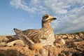 Burhinus oedicnemus Eurasian thick knee, Eurasian Stone-curlew, Stone Curlew in its nest Royalty Free Stock Photo