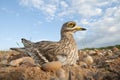 Burhinus oedicnemus Eurasian thick knee, Eurasian Stone-curlew, Stone Curlew in its nest Royalty Free Stock Photo