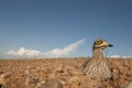 Burhinus oedicnemus Eurasian thick knee, Eurasian Stone-curlew, Stone Curlew in its nest, Royalty Free Stock Photo