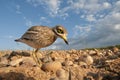 Burhinus oedicnemus Eurasian thick knee, Eurasian Stone-curlew, Stone Curlew reaching its nest Royalty Free Stock Photo