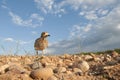 Burhinus oedicnemus Eurasian thick knee, Eurasian Stone-curlew, Stone Curlew reaching its nest, Royalty Free Stock Photo