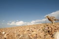 Burhinus oedicnemus Eurasian thick knee, Eurasian Stone-curlew, Stone Curlew reaching its nest Royalty Free Stock Photo