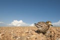 Burhinus oedicnemus Eurasian thick knee, Eurasian Stone-curlew, Stone Curlew reaching its nest Royalty Free Stock Photo