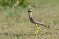 Burhinus oedicnemus (Eurasian Thick-knee) Royalty Free Stock Photo