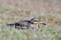 Burhinus oedicnemus (Eurasian Thick-knee) Royalty Free Stock Photo