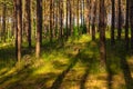 A burial ground near Wesiory village, Poland Royalty Free Stock Photo