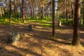 A burial ground near Wesiory village, Poland Royalty Free Stock Photo