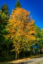 Burien Autumn Tree 2 Royalty Free Stock Photo