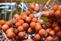 Buriti Royalty Free Stock Photo