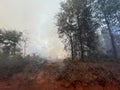 Controlled forest fire burn off in rural Georgia fires in forest