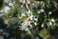 Burkwood osmanthus Royalty Free Stock Photo