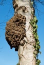 Burl on Birch tree Royalty Free Stock Photo