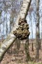 Burl in a birch tree