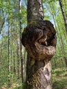 Burl or bur or burr deformed growth on a birch tree trunk