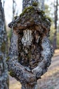 A burl on a diseased tree