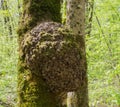 A burl growing on tree Royalty Free Stock Photo