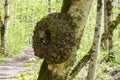 A burl growing on tree Royalty Free Stock Photo