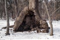 Burl, nodule of the roots Nature Abstract - tree trunk burls