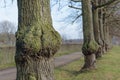 Burl on old oak tree with moss Royalty Free Stock Photo