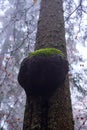 Burl on a pine tree