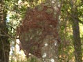 a burl on a tree trunk Royalty Free Stock Photo