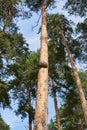 Burl on a tree trunk