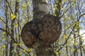 Burl on the trunk of the birch.