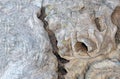 Burl wood in detail with structure Royalty Free Stock Photo