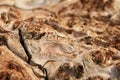 Burl wood grain Royalty Free Stock Photo