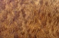 Burl wood striped for Picture prints interior decoration car, Exotic wooden beautiful pattern for crafts or abstract art t Royalty Free Stock Photo