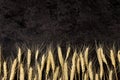 Burlap napkin on a dark structural background, top view. Ears of wheat Royalty Free Stock Photo