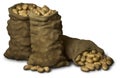 Burlap Sacks of Potatoes